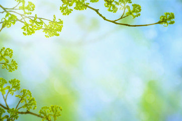 Green spring season background with branches, leaves, buds and bokeh on blue sky