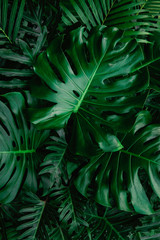 Plakat Creative tropical monstera leaf structure renderings Concept, green spring, spring, nature, flat