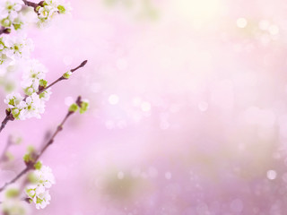 Fototapeta na wymiar Spring cherry blossoms flowers on a branch on blurred background with bokeh