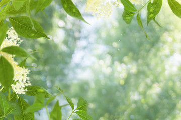 Spring green background with bokeh. Leaves and elder flowers, blur