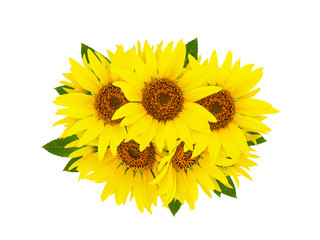 Sunflower isolated. Group of yellow bright beautiful sunflower flowers collage isolated on white background with green leaves