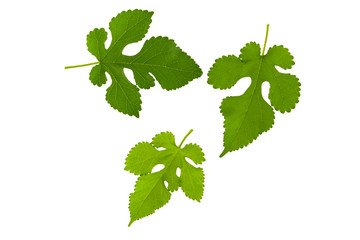 Mulberry green fresh leaf isolated on white background, three flat leaf as part of  plant element or clipart for design