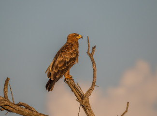 A single tawny eagle isolated on a dry tree in soft golden hour sunlight image in horizontal format