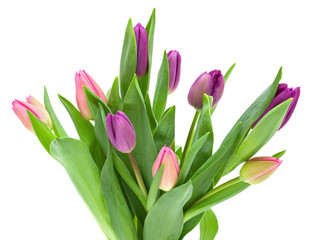 Pink, red and yellow Tulip flowers with green leaves isolated on white background