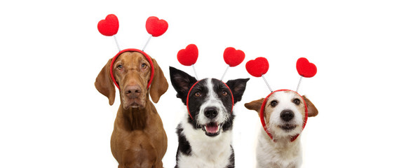  bbanner three group dogs puppy love celebrating valentine's day with a red heart shape diadem....
