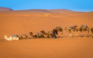 Fototapeta na wymiar Herd of camels and Berber guide, Merzouga, Morocco