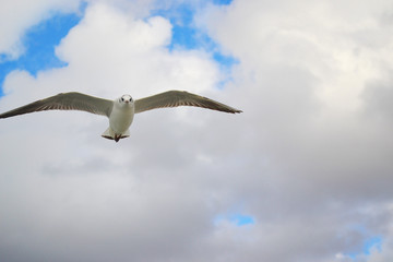 cute seagulls on the background of the sky with clouds