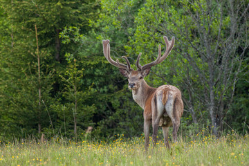 Naklejka na ściany i meble Red deer stag with large antlers, (Cervus elaphus), Slovakia