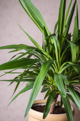 Green Yucca plant. Close up