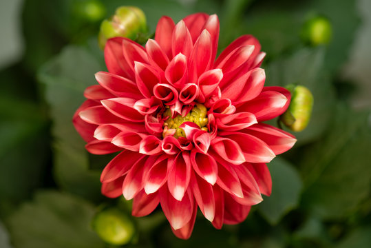Blooming Red Flower. Beautiful Dalia opening up. Growing blossom big flower on green leaves background. Top view.