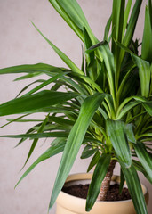 Green Yucca plant. Close up