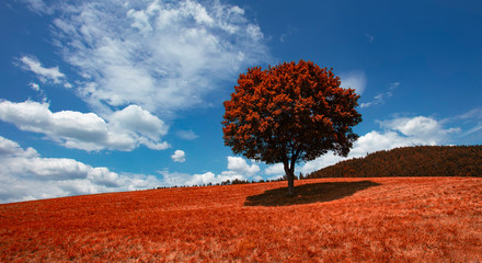 lonely autumn tree landscape 