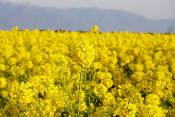 Obraz premium びわ湖畔守山なぎさ公園 菜の花畑