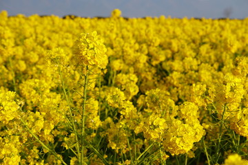 Obraz premium びわ湖畔守山なぎさ公園 菜の花畑