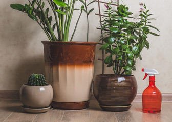 composition of various house plants in different ceramic pots. House plants against light wall.