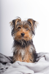 Yorkshire terrier puppy isolated white background black tan puppy yorkie indoor 