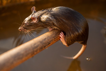 wild rat is trapped in garden and is trying to get out. Sick animal. Symbol of 2020