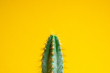Beautiful bright cactus on Yellow background, closeup.Minimal creative still life. Trendy Bright Color. Green Neon cactus Mood on Yellow fashionable creative background. Art gallery Design.