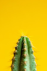 Beautiful bright cactus on Yellow background, closeup.Minimal creative still life. Trendy Bright Color. Green Neon cactus Mood on Yellow fashionable creative background. Art gallery Design.