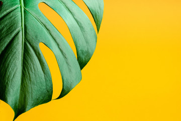 Tropical leaves Monstera on yellow background close up. Flat lay, top view, minimal concept. Summer...