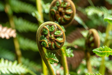 Young fern leaf in rainforest