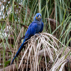 Ein freigestellter Hyazinthara auf einer Palme in der Seitenansicht