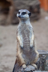 Fototapeta premium The meerkat family warms itself for a century under the sun. Meerkats stand on their hind legs looking out for enemies to guard the nests. Meerkats pretend to be dead.