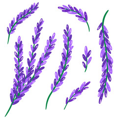 Lavender branch on wight background. Vector illustration for menu, catalog, restaurant, cartoon, game, kitchen, textile, decor.