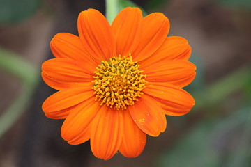 micro of sun flowers