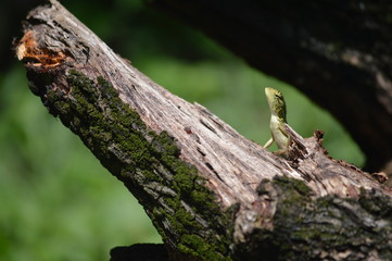 Naklejka na ściany i meble wildlife of lizard on tree
