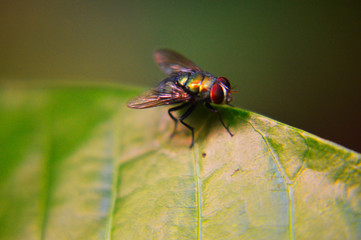 fly on leaf