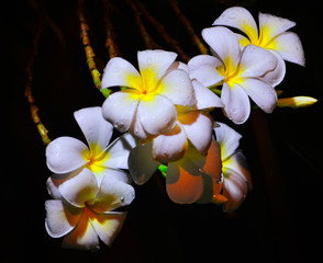 tropical flowers 