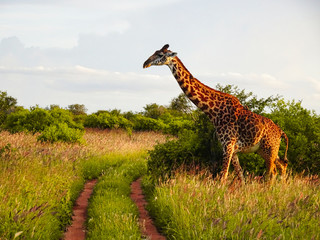 Giraffen im Nationalpark Tsavo Ost, Tsavo West und Amboseli in Kenia