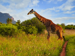  Giraffen im Nationalpark Tsavo Ost, Tsavo West und Amboseli in Kenia