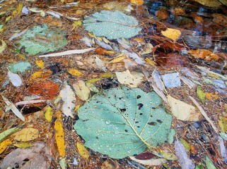 Bright autumn foliage in clear water