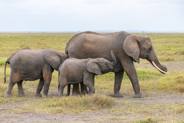 Naklejka na ściany i meble An elephant family walking in the savannah in Africa, beautiful animals in the Amboseli park in Kenya