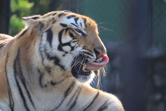 portrait photo of lazy tiger , tiger