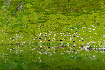 cows in a meadow in the highlands on a summer day