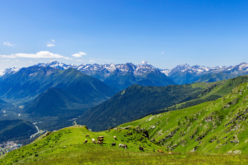 cows in a meadow in the highlands on a summer day