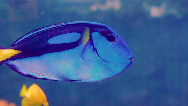 Palette surgeonfish swimming in Tank at Aquarium 