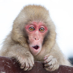 Excited and surprised Snow Monkey baby