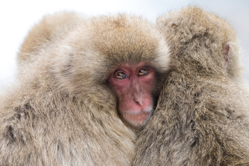 Huddle of Japanese Macaque