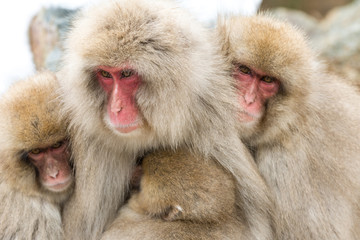 Family of Japanese Macaques