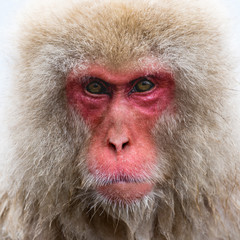 Close up of focused Japanese Macaque