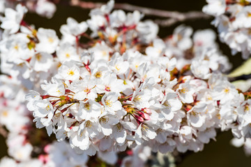 Flowers in spring in Japan