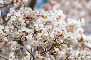 Cherry blossom in Japan