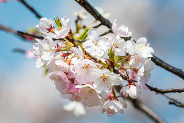 Cherry blossom in Kanazawa