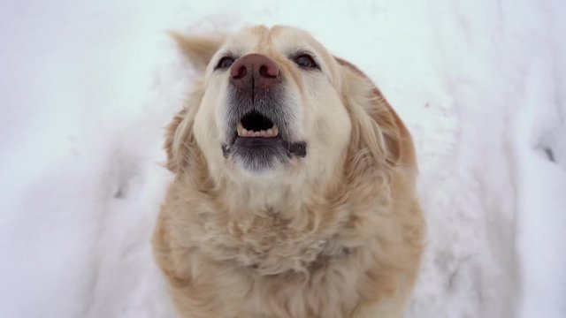 Beautiful golden retriever sits on snow