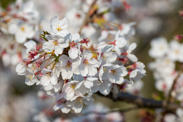 Cherry tree blossom