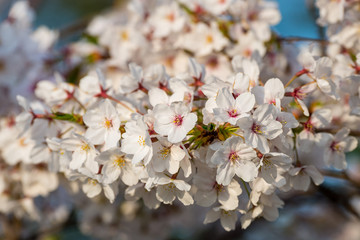 Cherry Blossom in Hiroshima